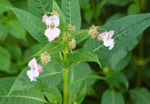 Picrorhiza kurroa also known as Kutki (कटुकी)