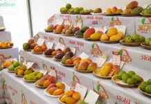 आम महोत्सव में सबको लुभा रही आम की लाल किस्में