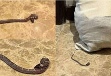 लीजेंड्स लीग क्रिकेट: कल हुई थी बत्ती गुल, आज खिलाड़ी के कमरे में निकला सांप फोटो : साभार सोशल मीडिया
