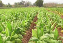 राष्ट्रीय युवा दिवस : युवा संगठनों की पीएम, वित्त मंत्री से अपील, तंबाकू उत्पादों पर बढ़ाएं टैक्स