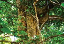 948 विरासत वृक्षों को संवारेगी योगी सरकार