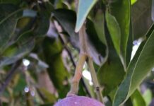 यूपी के बागवानों को और बेहतर मिलेंगे आम के दाम