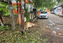 करंट लगने से गाय की मौत, शिकायतों के बावजूद नहीं हुई कार्रवाई