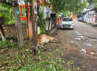 करंट लगने से गाय की मौत, शिकायतों के बावजूद नहीं हुई कार्रवाई